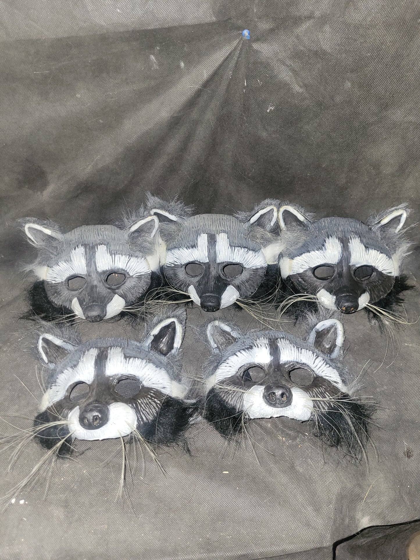 Raton-laveur/ Racoon